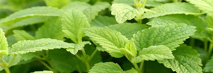 Nahaufnahme von Zitronenmelisse